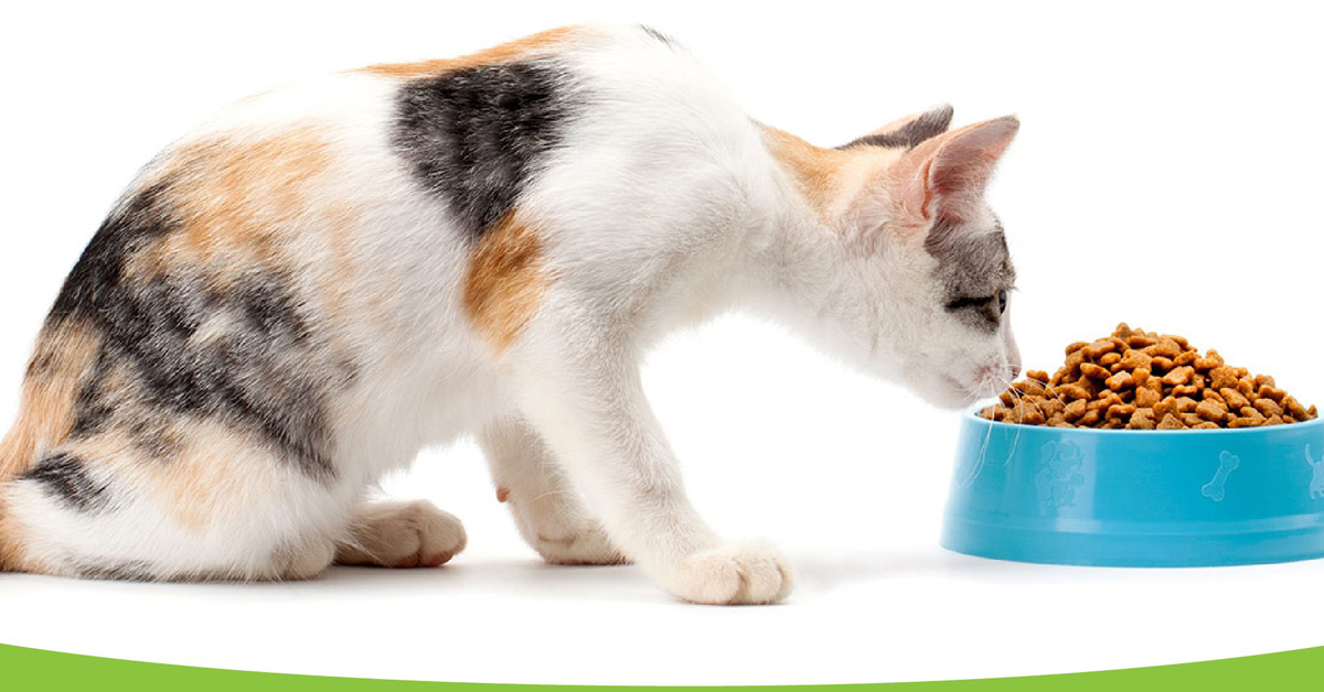 10 loại thức ăn cho mèo nên ăn thường xuyên