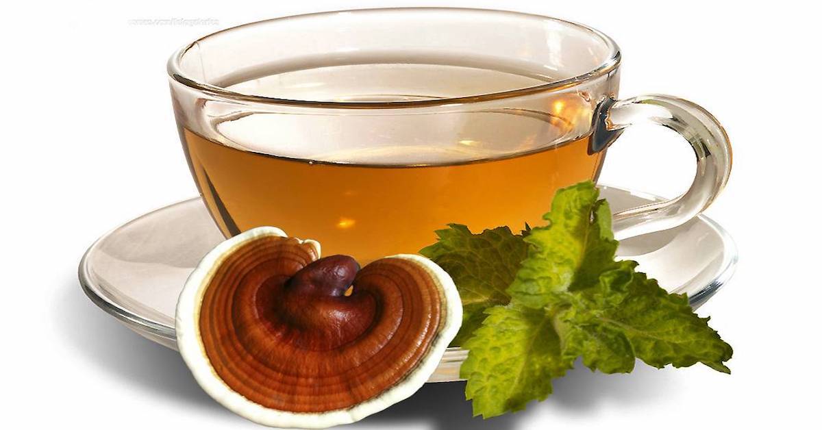 10 Tác dụng của trà linh chi Hàn Quốc với sức khỏe và làm đẹp | websosanh.vn