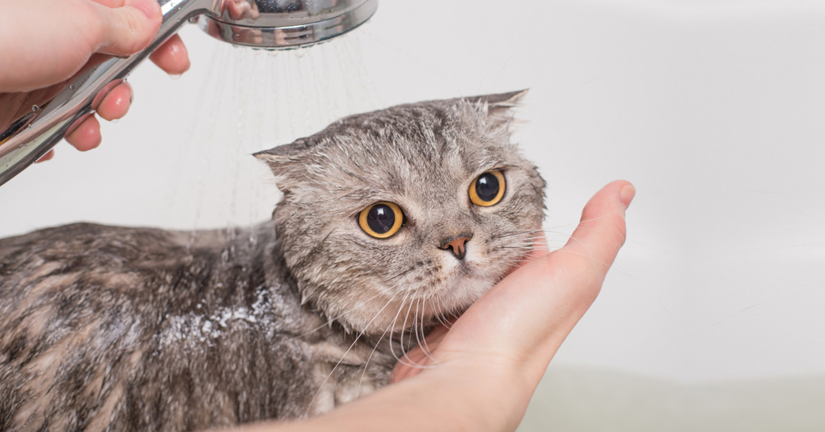 5 loại sữa tắm cho mèo bạn cần biết nếu muốn nuôi mèo