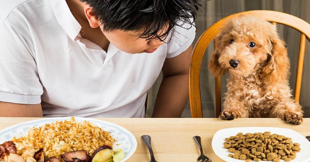 5 lý do bạn nên đổi thức ăn cho chó cưng của mình | websosanh.vn