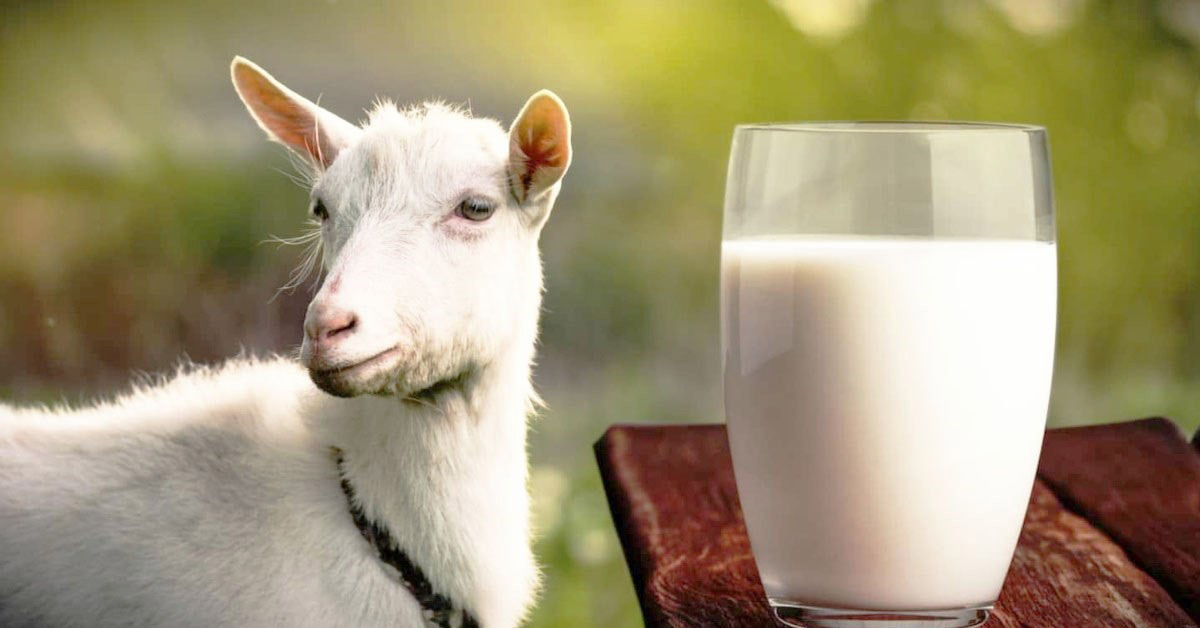 Bật mí 6 công dụng tuyệt vời từ sữa dê hữu cơ Hàn Quốc