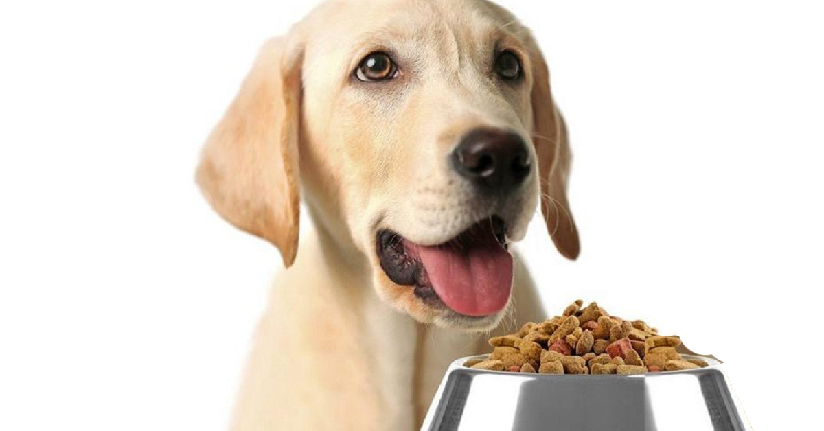 Cách lựa chọn thức ăn khô tốt nhất cho chó