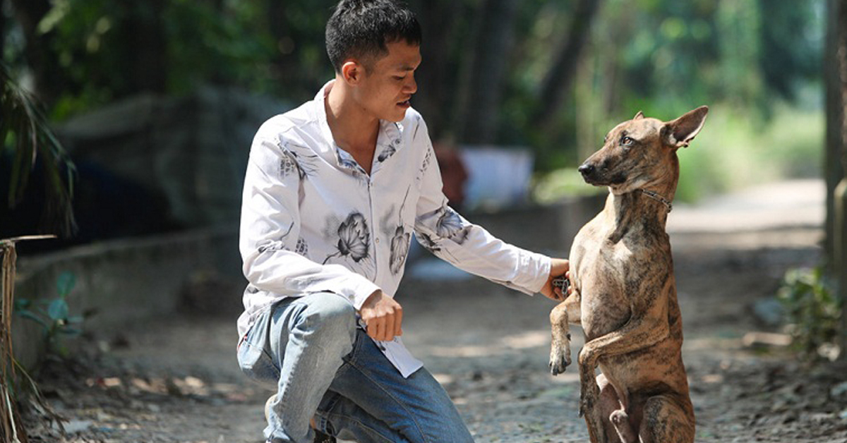 Cẩm nang về thức ăn cho chó Phú Quốc cho người mới nuôi