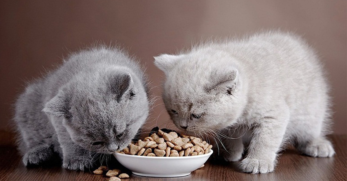 Chọn mua thức ăn khô cho mèo cần lưu ý những điều sau