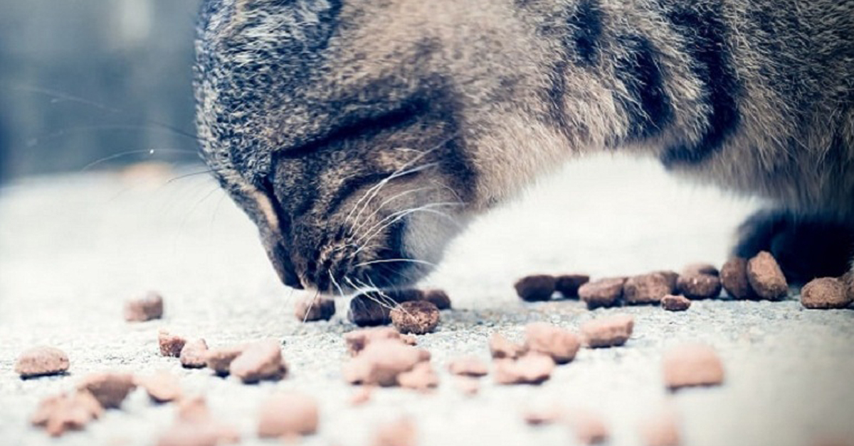 Chọn thức ăn khô cho mèo cần biết điều này