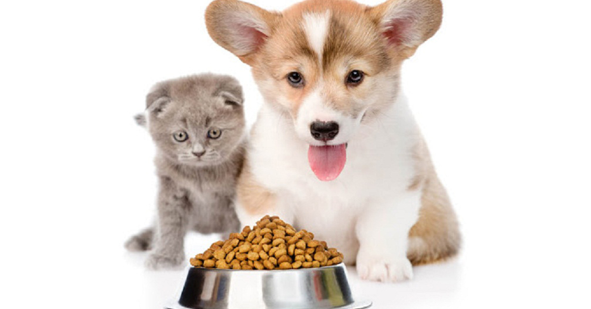 Có nên cho mèo ăn thức ăn của chó không?