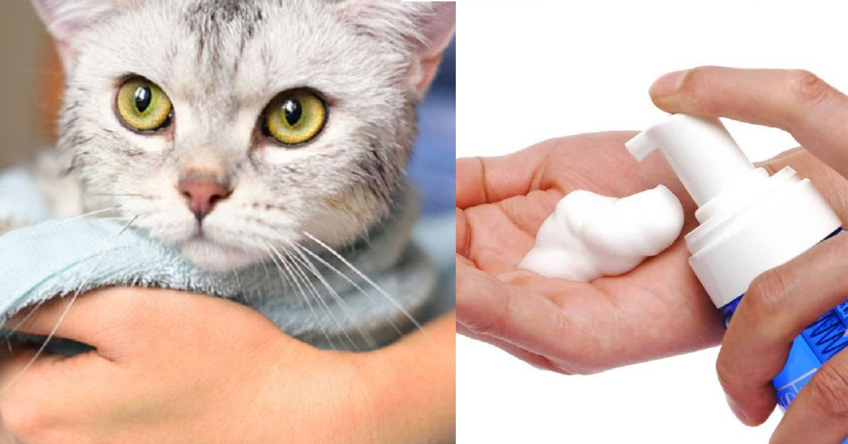 Có nên sử dụng sữa tắm khô cho mèo không?