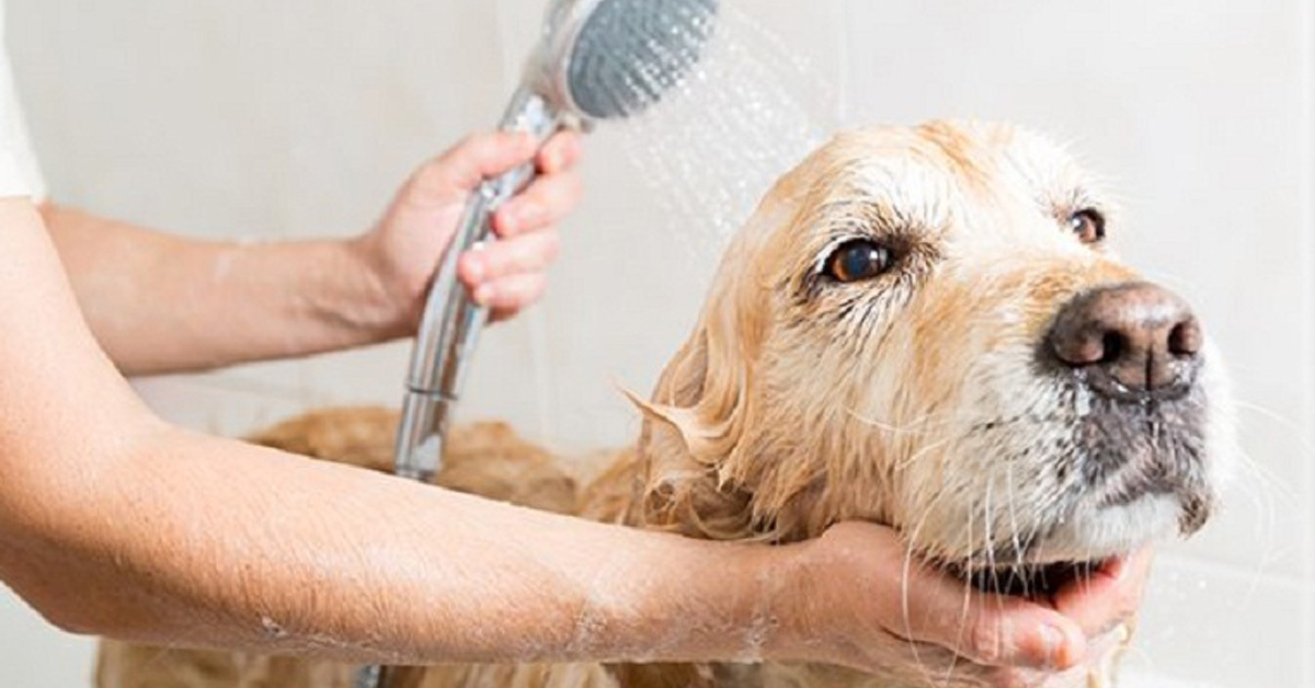 Đâu là loại sữa tắm khử mùi hôi cho chó tốt nhất?