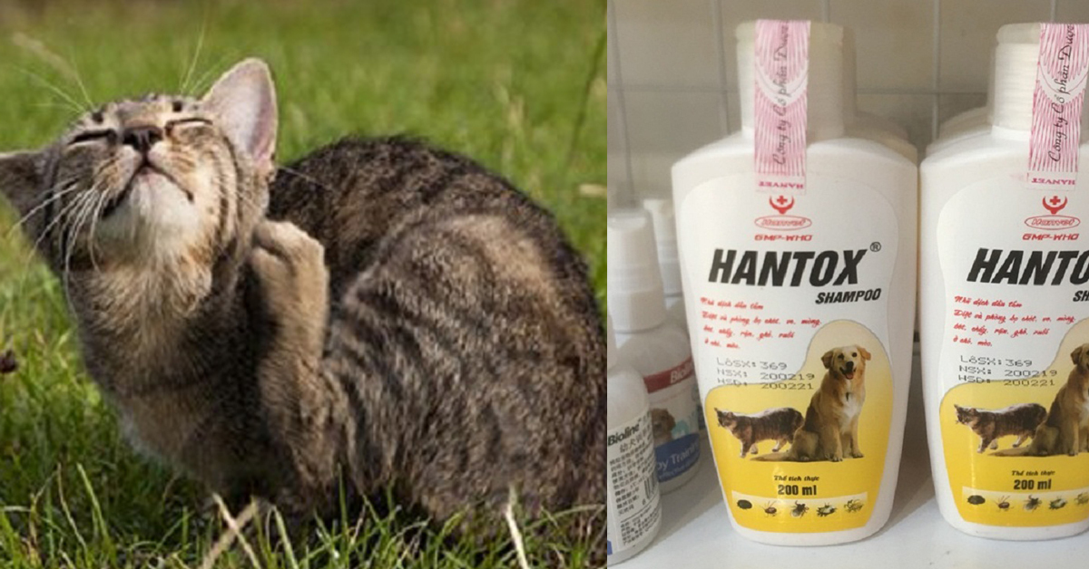 Đâu là sữa tắm trị ve rận cho mèo hiệu quả nhất?