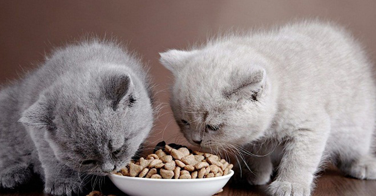 Đâu là thức ăn cho mèo con tốt nhất?