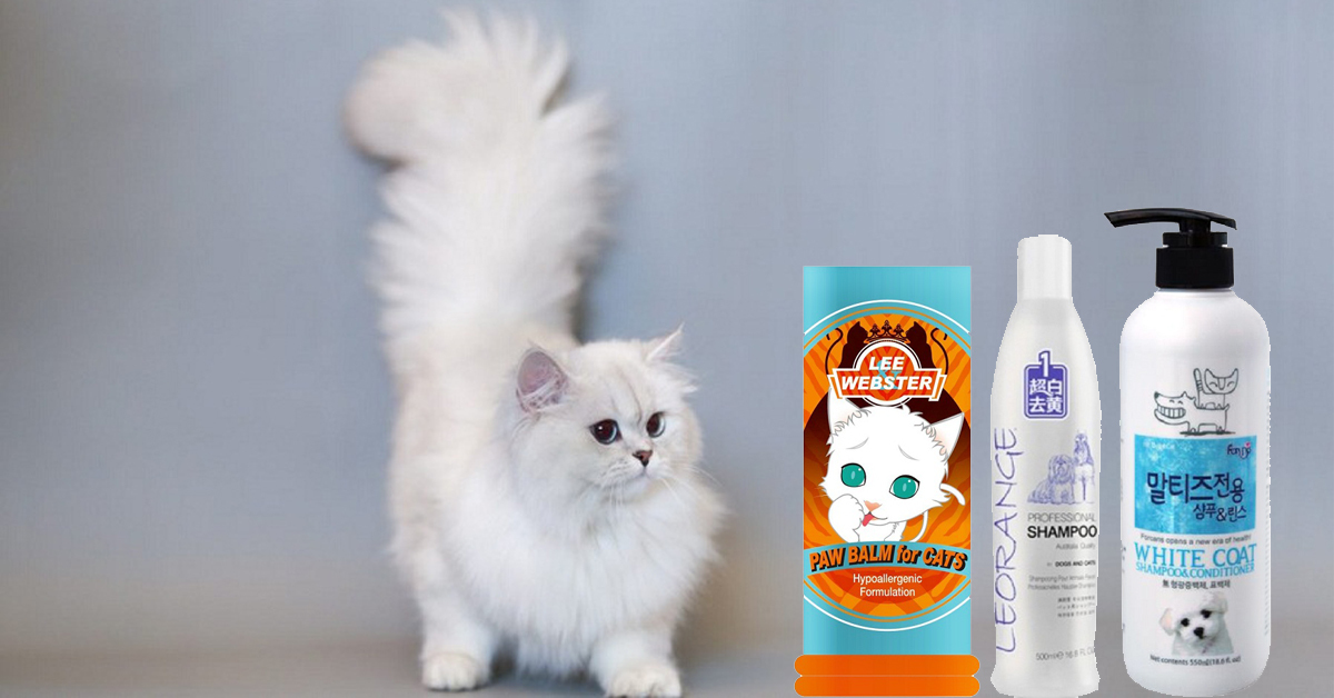 Đây là sữa tắm cho mèo lông trắng được “sen” ưa chuộng nhất