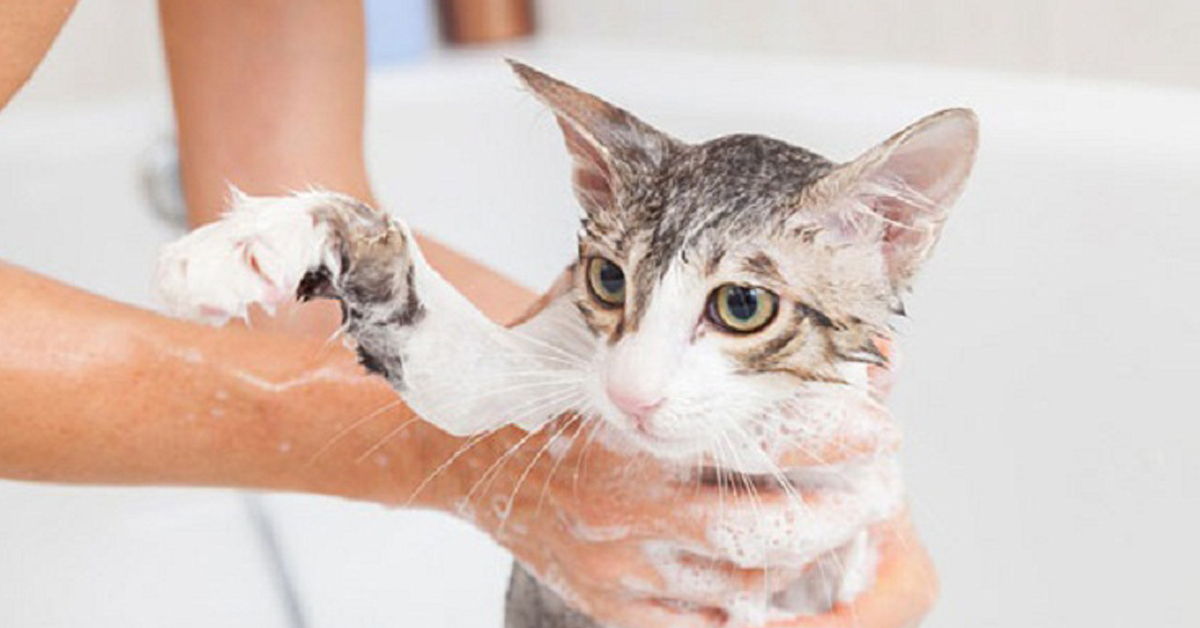 Hướng dẫn chi tiết cách chọn sữa tắm cho mèo cho người mới nuôi