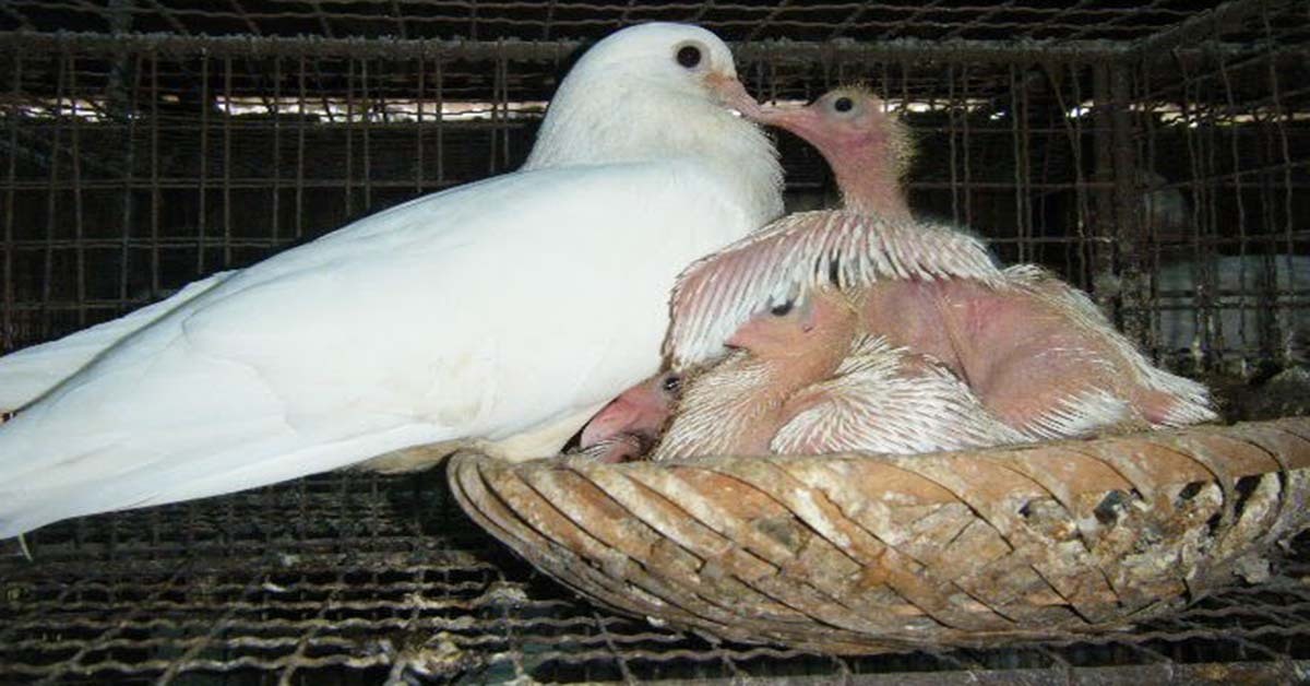 chim bồ câu mái đang cho con ăn