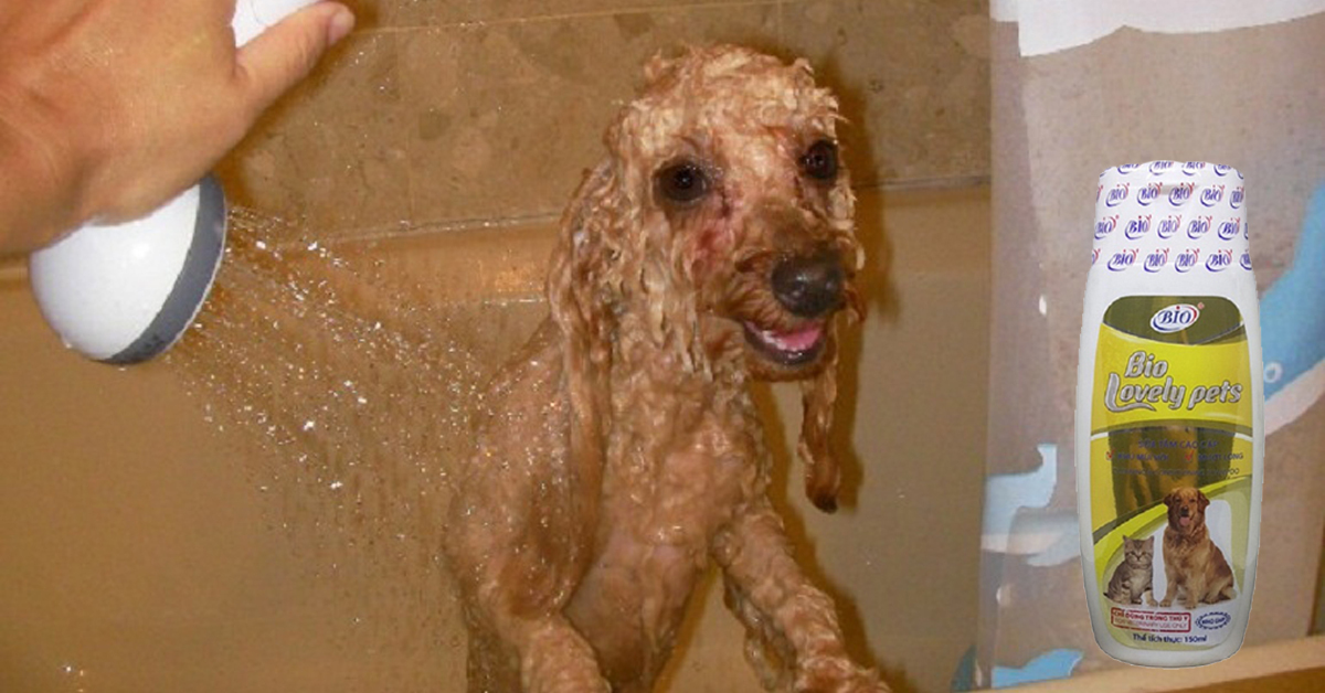 Loại sữa tắm cho chó poodle nâu tốt và an toàn nhất