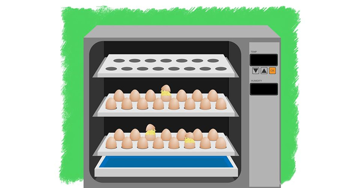 Máy ấp trứng gà tốt nhất: Kinh nghiệm chọn mua và TOP các lựa chọn