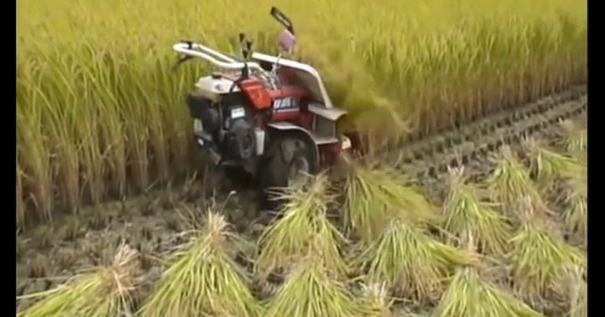 Máy gặt cắt lúa mini tự bó: Kinh nghiệm chọn mua tốt nhất