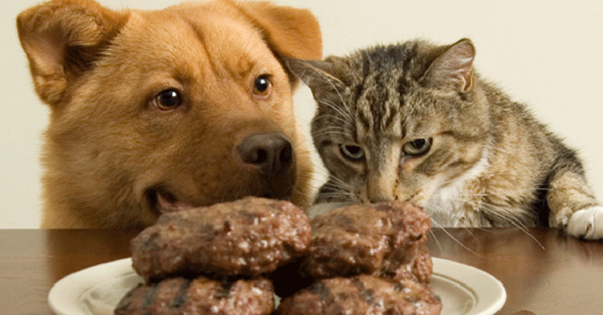 Mèo có ăn được thức ăn cho chó không?