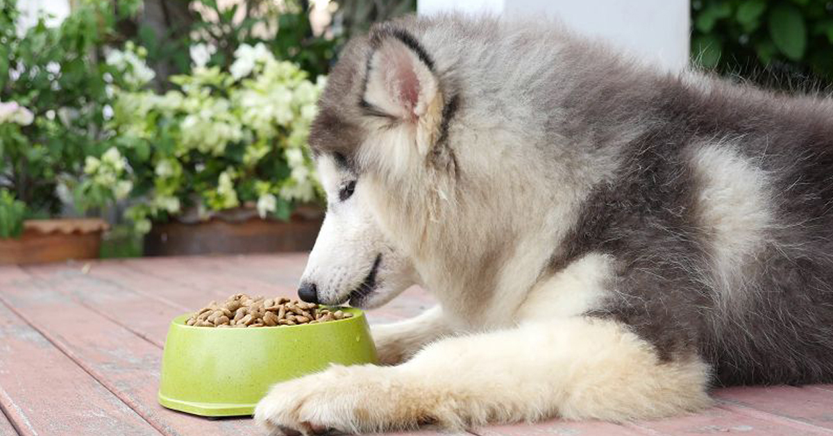Nên cho chó Alaska ăn thức ăn khô không?