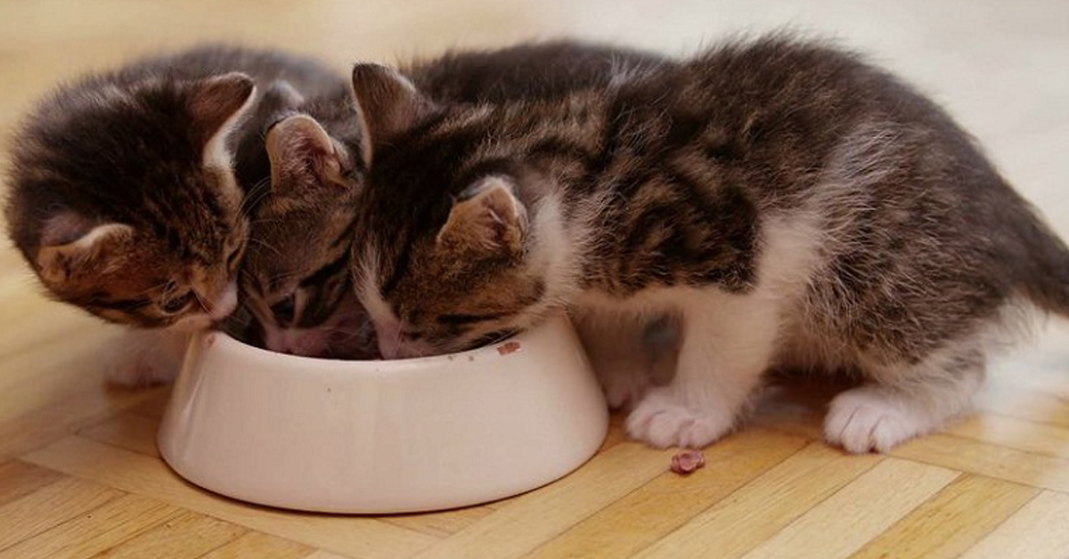 Nhóm thức ăn cho mèo con 1 tháng tuổi lớn nhanh như thổi