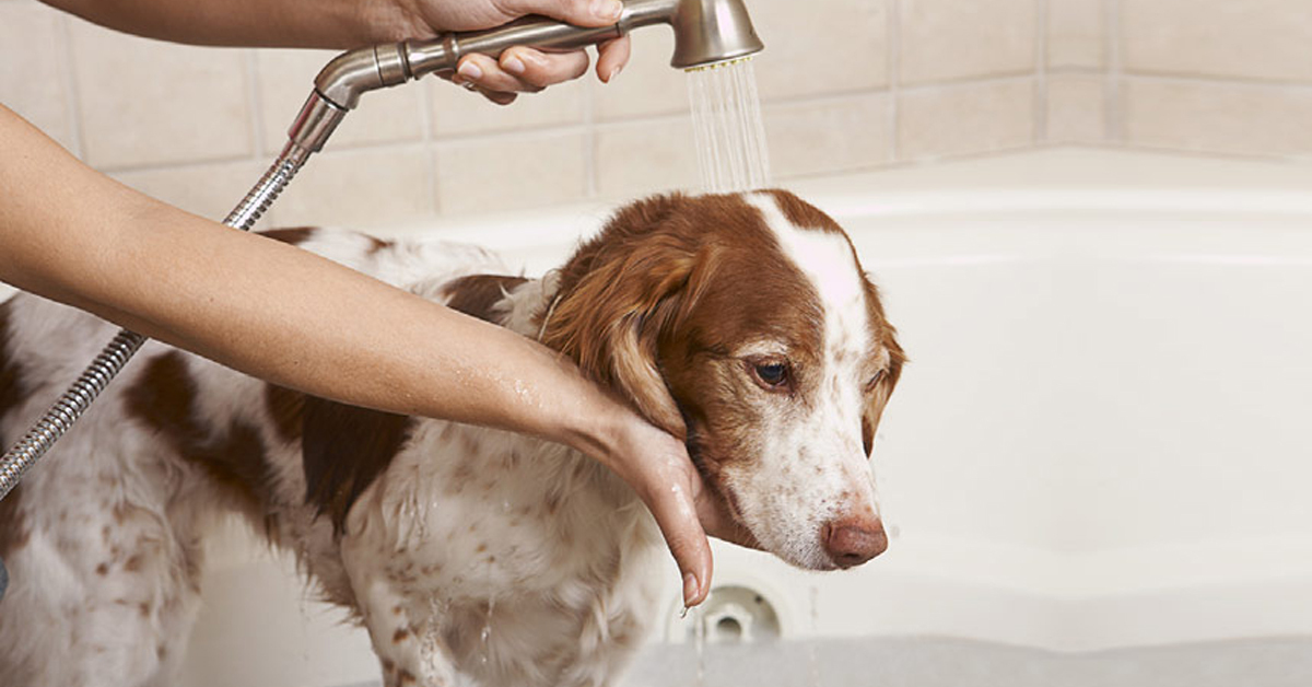 Những loại sữa tắm khử mùi hôi cho chó mà các 'sen' không thể bỏ qua