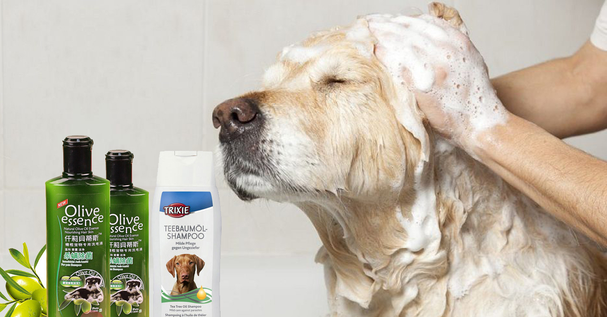 Sữa tắm cho chó loại nào tốt nhất? Nên mua ở đâu?