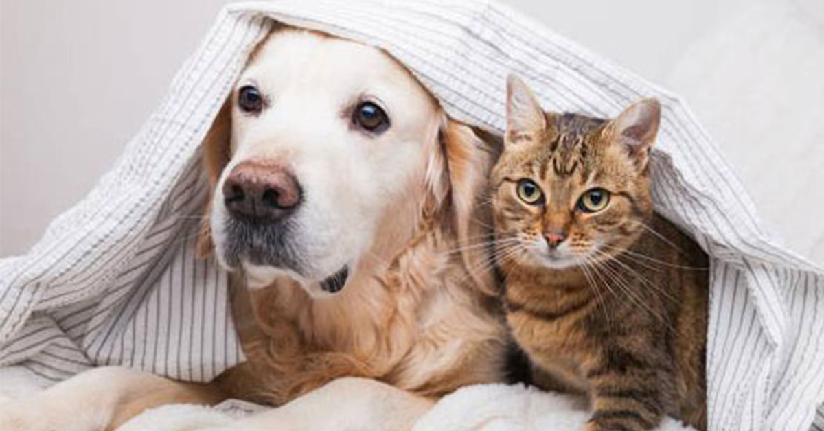 Sữa tắm cho chó và cho mèo có gì khác nhau? Có thể dùng chung được không?