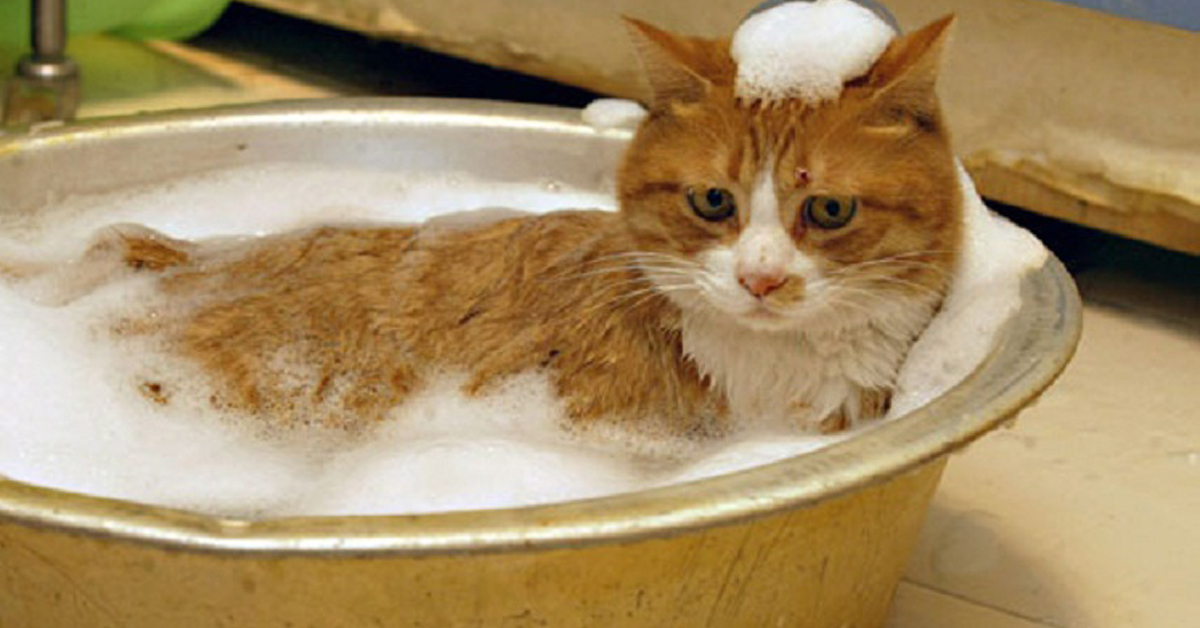 Sữa tắm diệt bọ chét cho mèo hiệu quả triệt để tới 99%