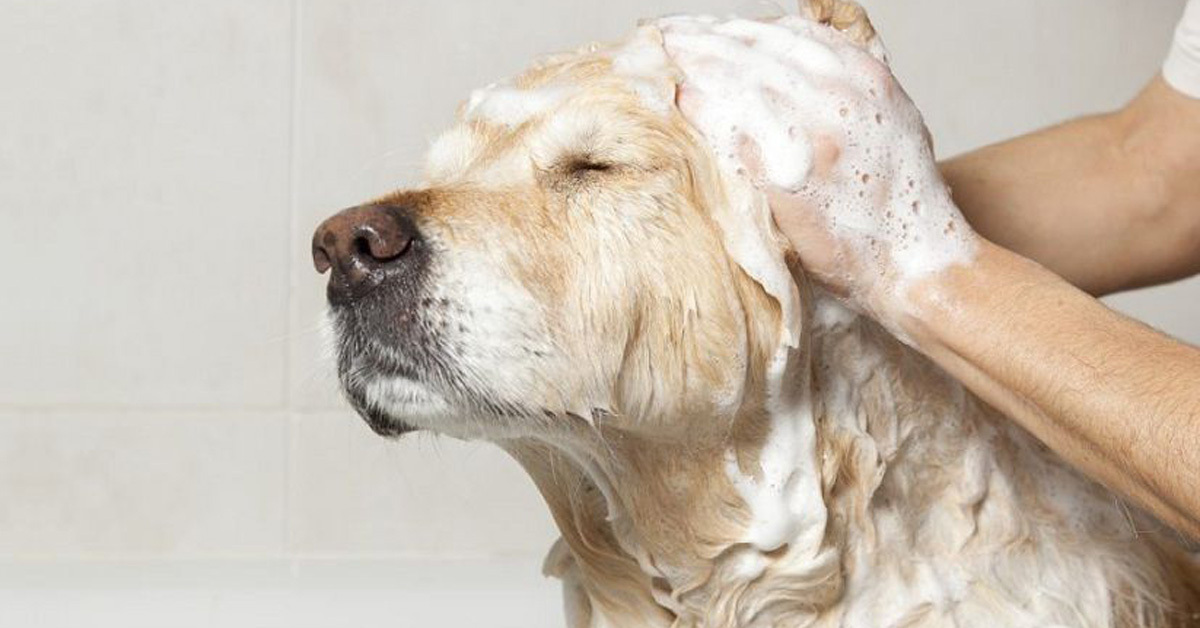 Sữa tắm khử mùi cho chó loại nào hiệu quả nhất?