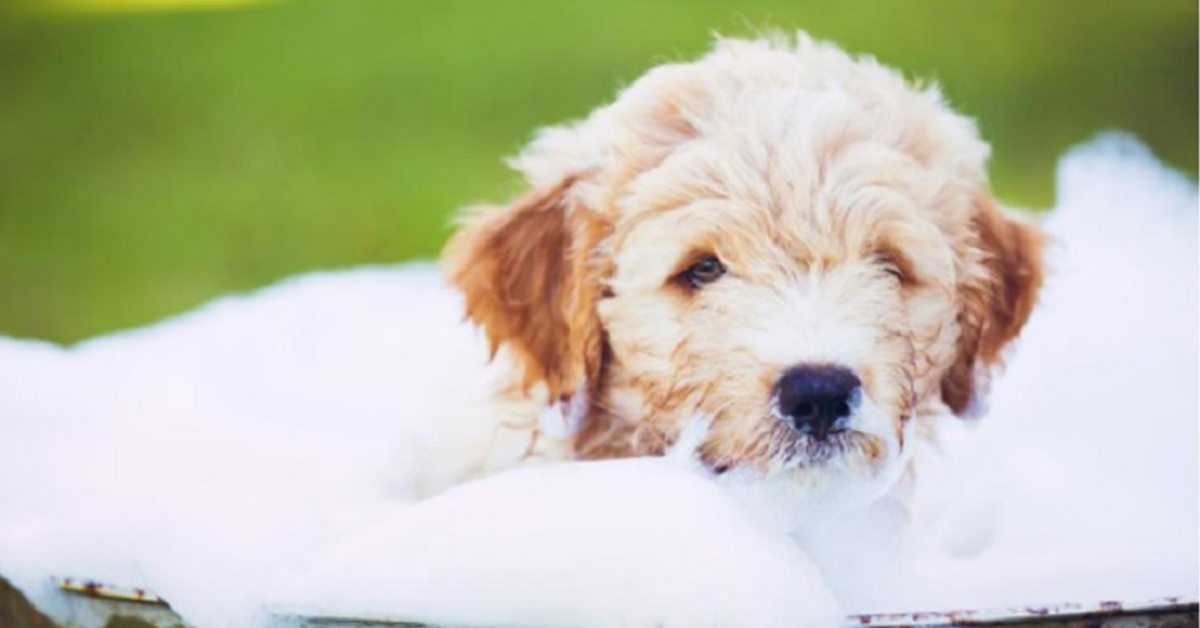 Tại sao nên tắm cho chó bằng sữa tắm?