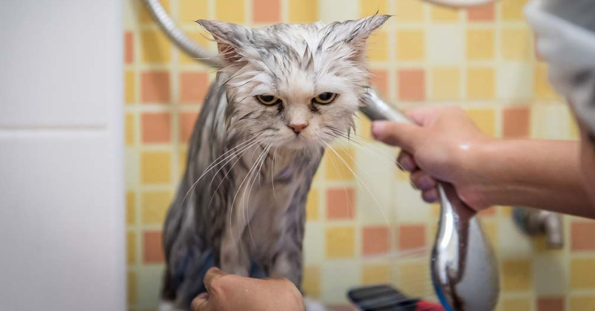 Tắm cho mèo bằng sữa tắm hay dầu gội đồi của người được không?