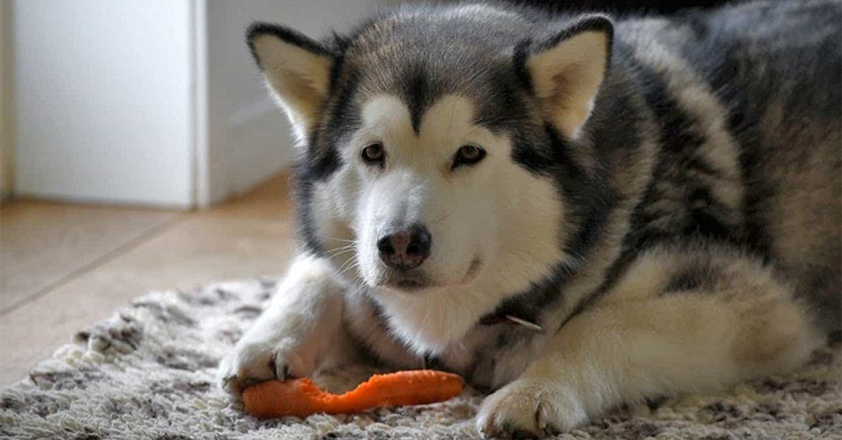 Thức ăn cho chó Alaska nên gồm những gì?