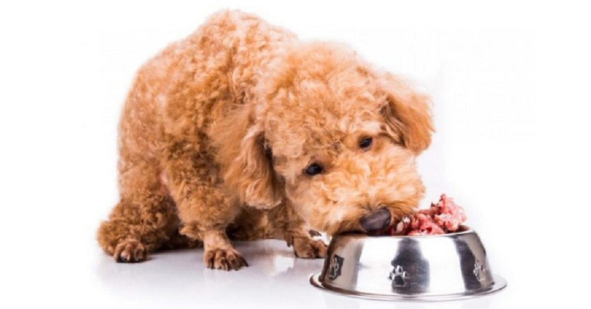 Thức ăn cho chó poodle 2 tháng tuổi những điều bạn cần biết