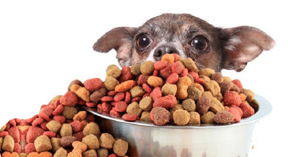Thức ăn khô cho chó là gì? Loại nào tốt nhất?