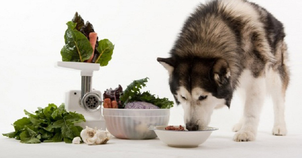 Thức ăn khô cho chó loại nào tốt nhất hiện nay?