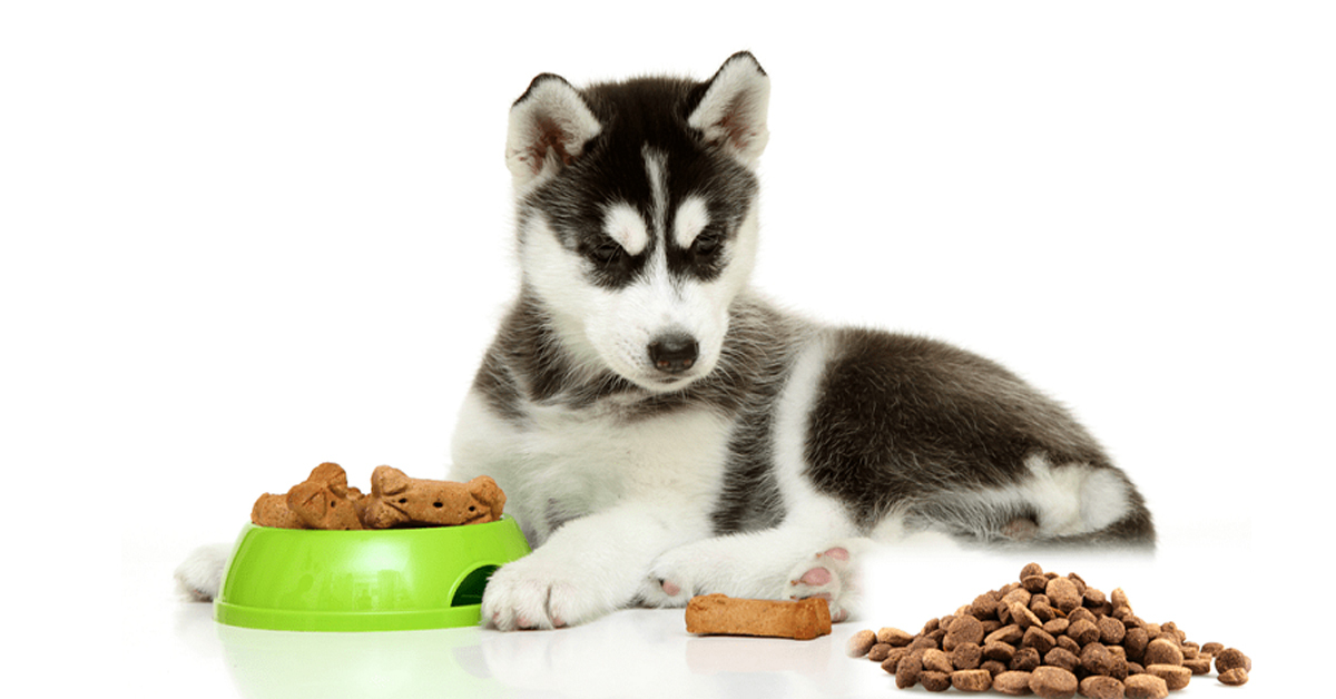 Thức ăn khô cho chó loại nào ngon và giàu dinh dưỡng nhất?
