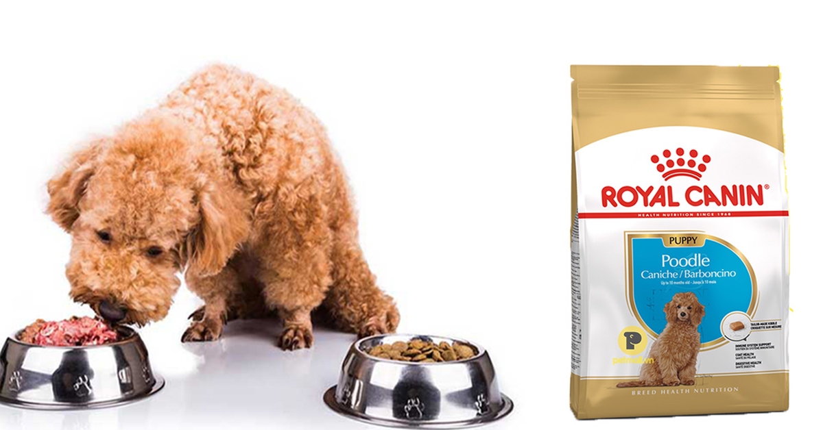 Tìm hiểu về thức ăn royal canin poodle Puppy cho chó Poodle con