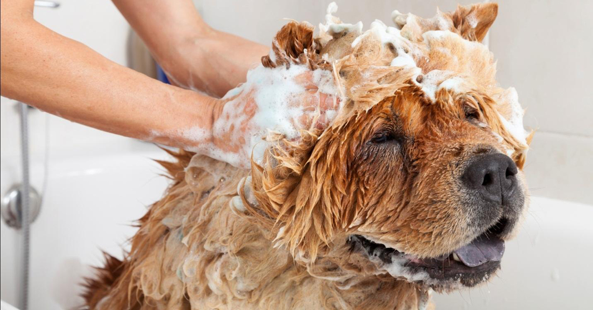 TOP 3 loại sữa tắm khử mùi cho chó hiệu quả được tin dùng nhất hiện nay