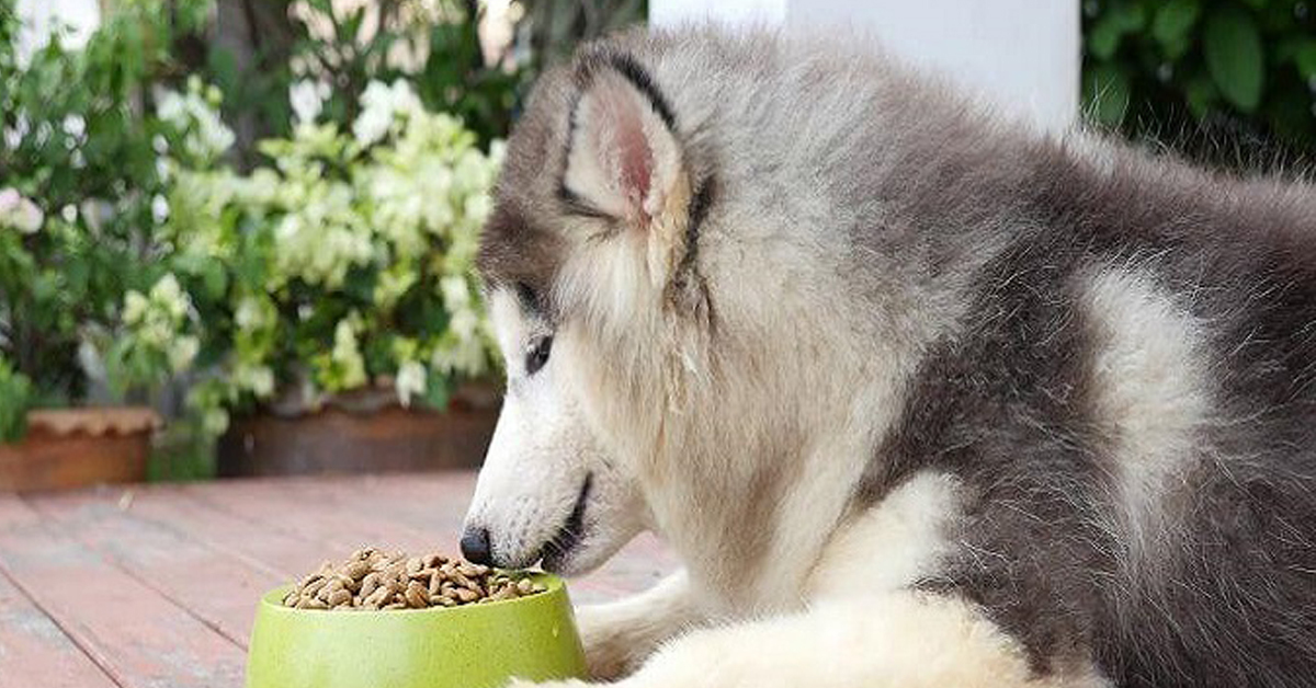 TOP 3 thức ăn khô cho chó Alaska tốt nhất hiện nay