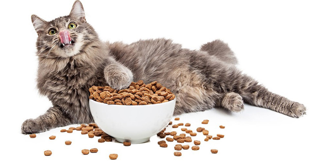 TOP 5 loại thức ăn khô cho mèo loại tốt nhất