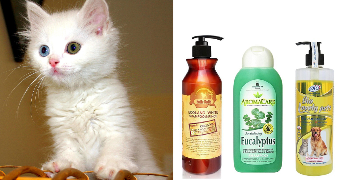 Top 5 sữa tắm cho mèo lông trắng được ưa chuộng nhất