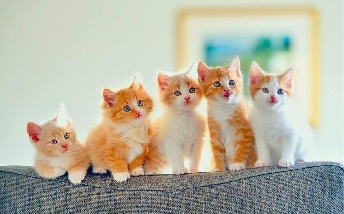 Làn da của mèo con rất nhạy cảm, sức đề kháng của mèo con cũng rất yếu