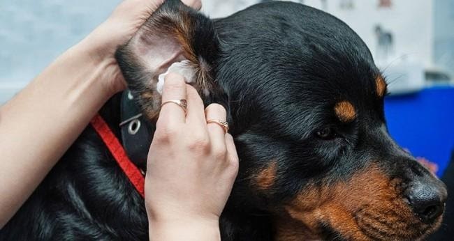 Tuyến hôi của chó là một trong những nguyên nhân gây mùi khó chịu
