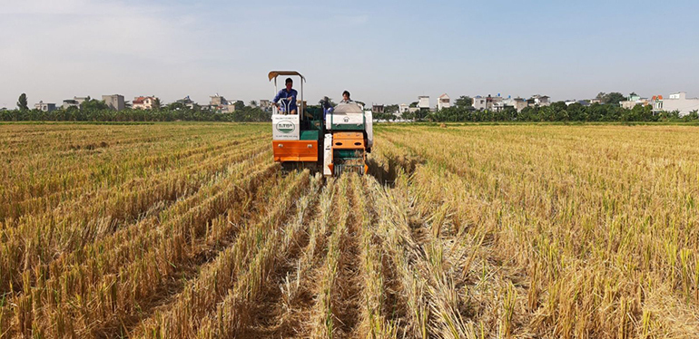 máy gặt đập liên hợp