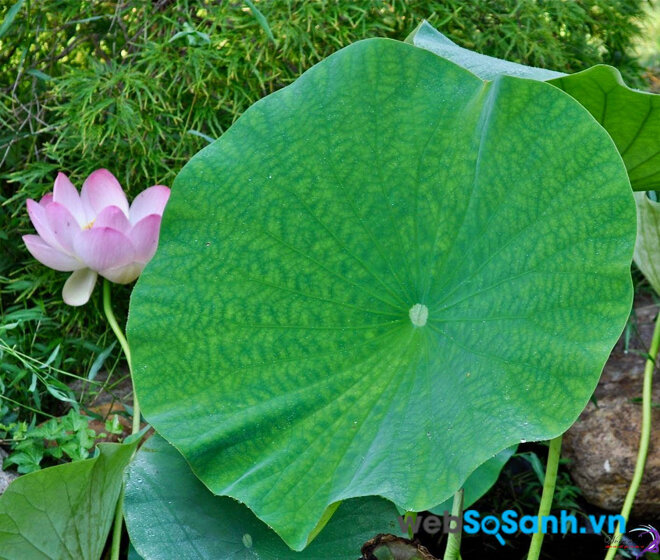 Nếu ở gần hồ sen, bạn có thể dùng lá sen tươi, sau đó vắt lấy nước và cho thêm vài hạt muối để cho người say nắng uống