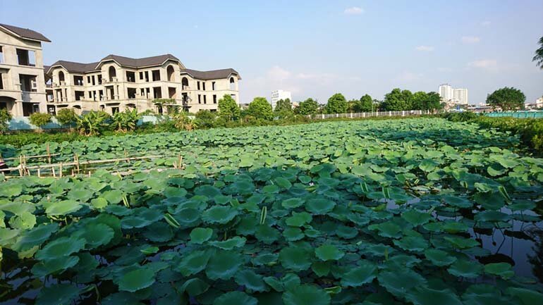 Nét đẹp hoa sen Hà Nội trong năm 2019 sẽ làm say lòng bao người. Màu trắng trong veo của hoa sen tạo nên bức tranh không gian yên bình, giúp bạn thả hồn và tìm lại sự bình yên trong cuộc sống.