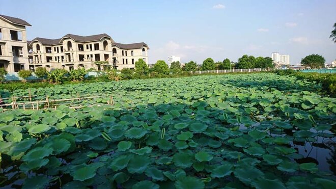 chụp ảnh với hoa sen