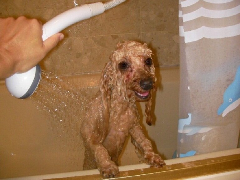 Do not let the shower gel get into your boss Poodle's eyes, nose, or mouth.