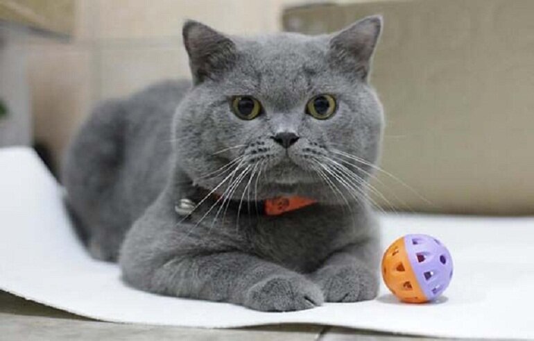 British Shorthair cats have a cute and adorable appearance