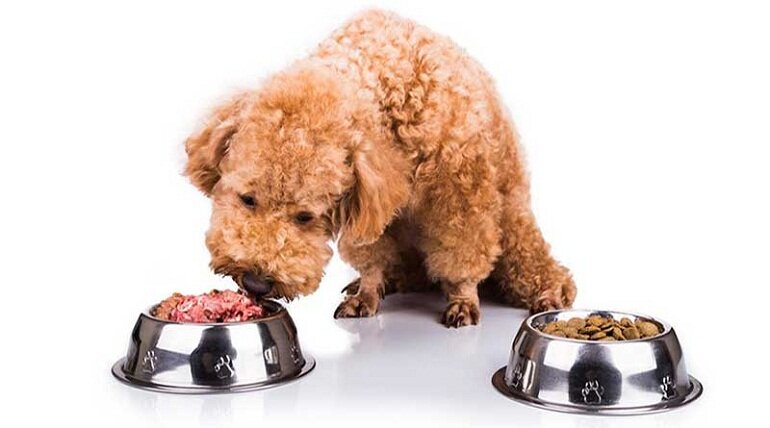 Cho boss Poodle nhỏ ăn lượng thức ăn phù hợp với độ tuổi, cân nặng