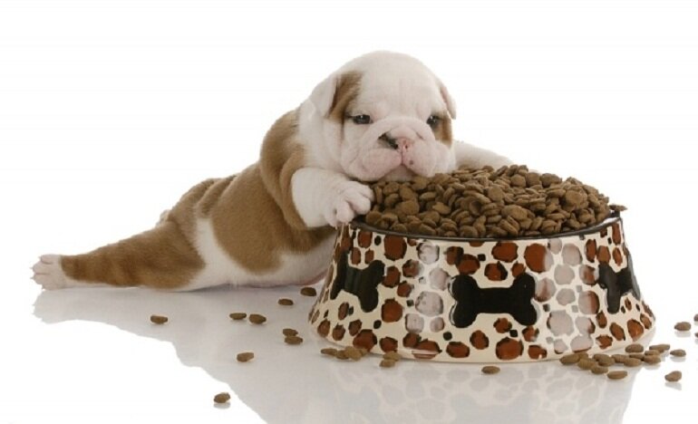 choose dry food for puppies